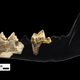 Fossil fragments analyzed in the new study.